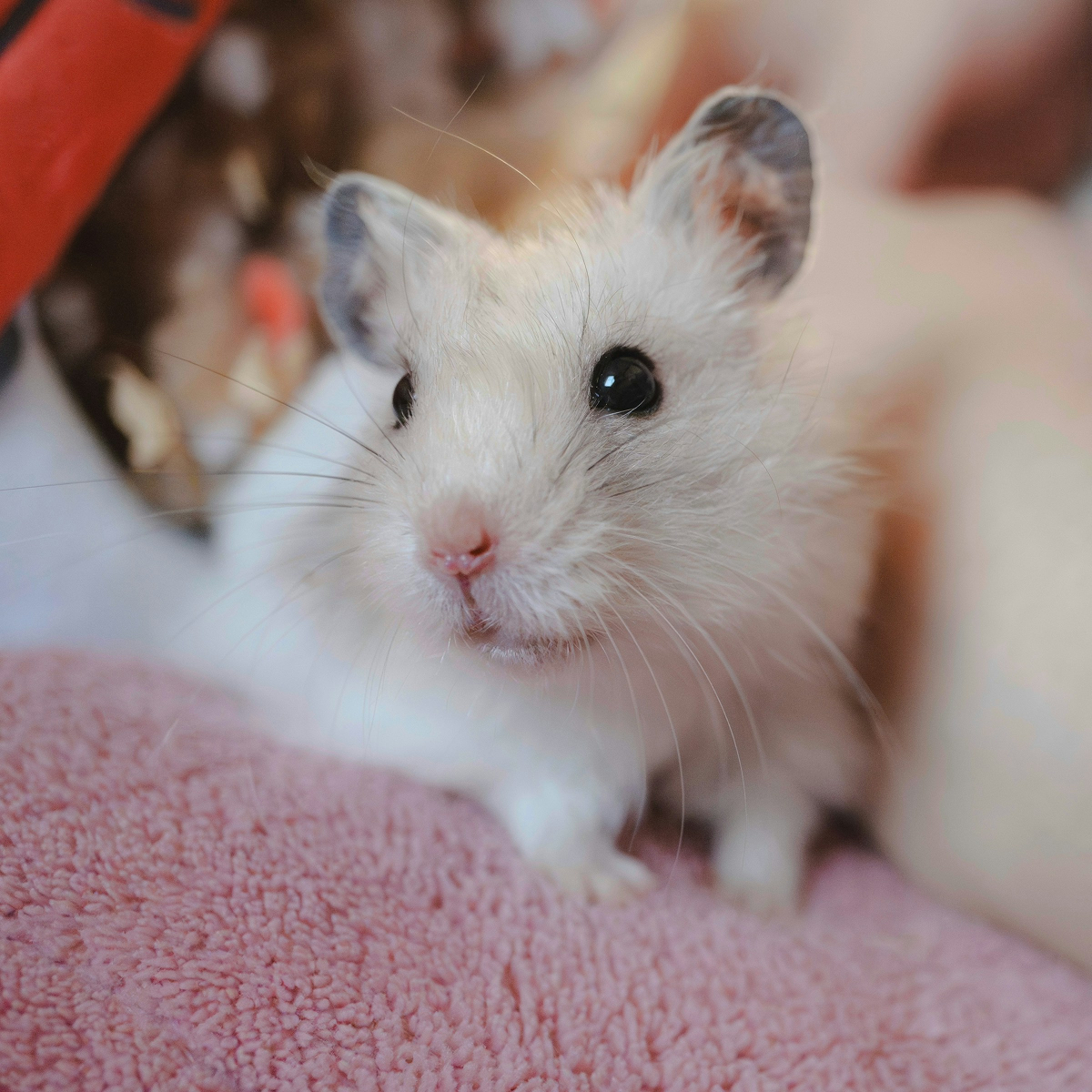 Dwarf Hamster